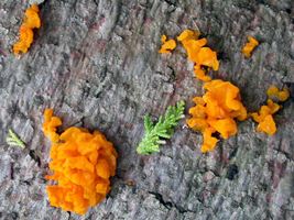 Dacrymyces palmatus, view showing their jelly-like texture.